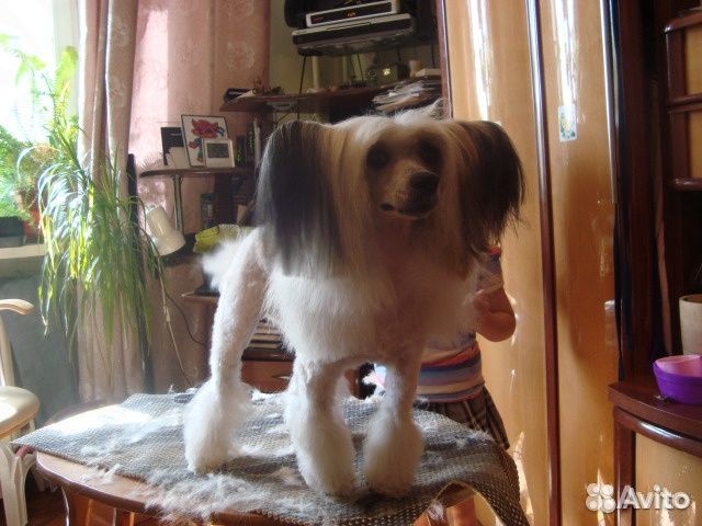 Лёля - собачий парикмахер