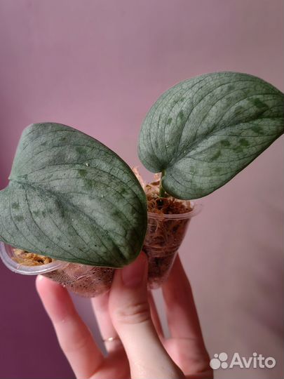 Сортовые сциндапсусы