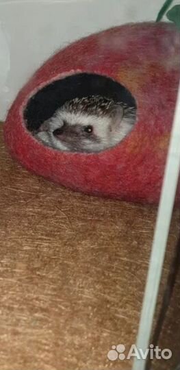 Тумба-витрина для животных (африканского ежа.)