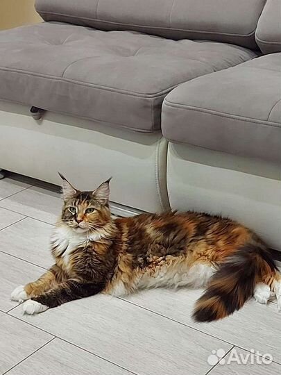 Передержка животных, зоотакси, лежанки