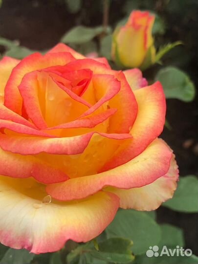 Розы садовые