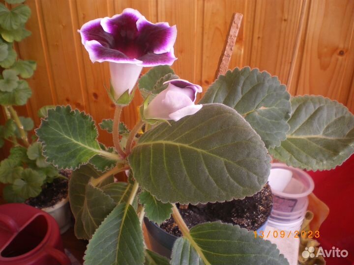 Цветы комнатные