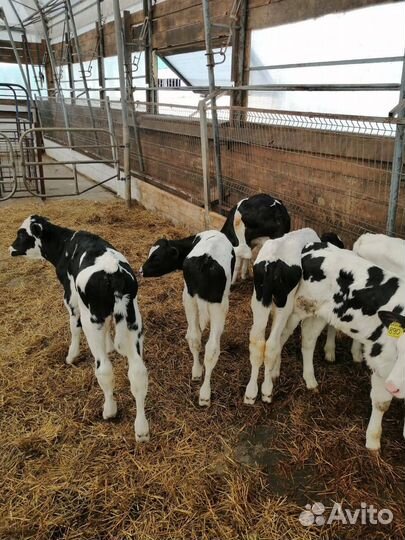 Телята бычки до 4мес