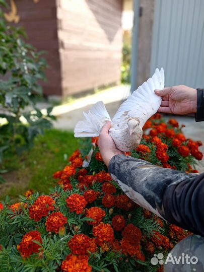 Продажа бакинских голубей
