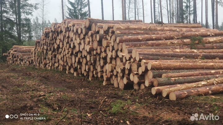 Лес Кругляк