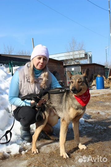 Собака из приюта