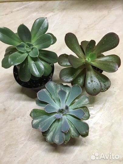 Сукуленты-детки