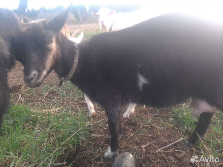 Коз продам на мясо и для молока