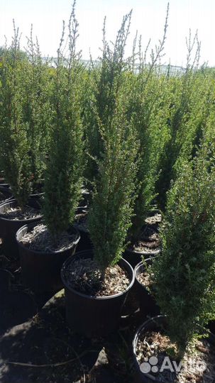 Можжевельник