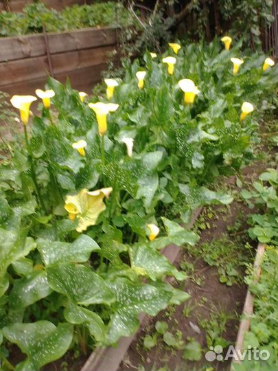 Каллы сортовые садовые