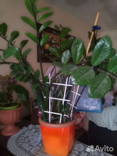 Замиокулькас