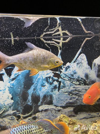 Аквариумные рыбки