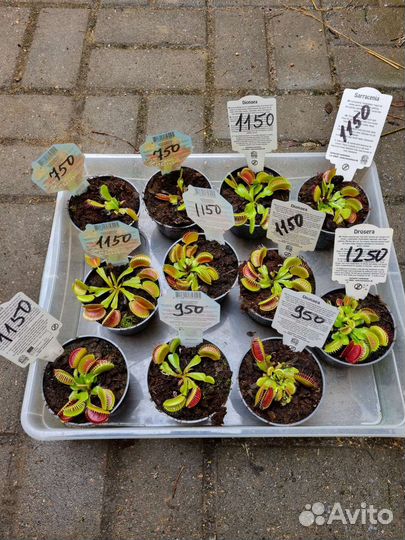 Венерина мухоловка