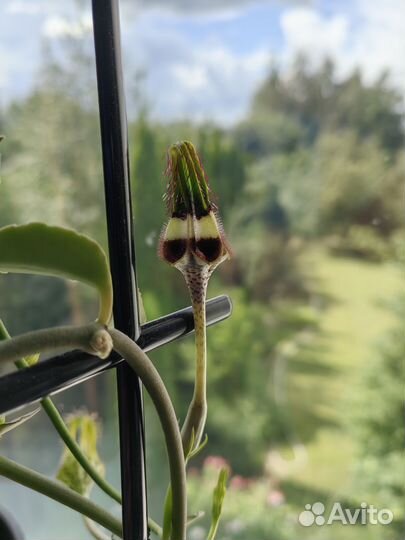 Церопегия Радиканс