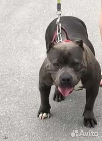 Американский булли xl