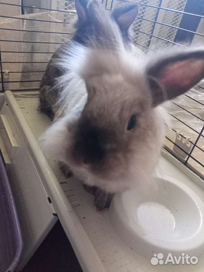 Декоративные кролики