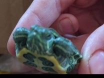 Красноухая черепаха с домиком маленькая