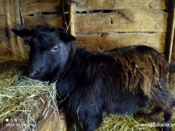 Козел на вязку