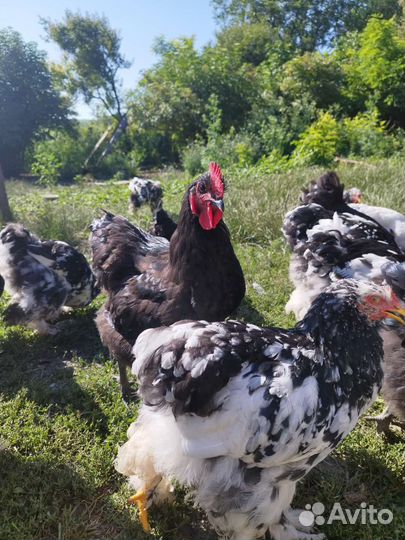 Молодые петушки