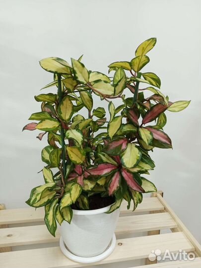 Комнатные растения цветы