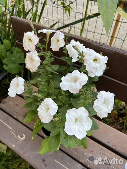 Петуния в кашпо