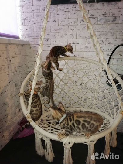 Бенгальские котята