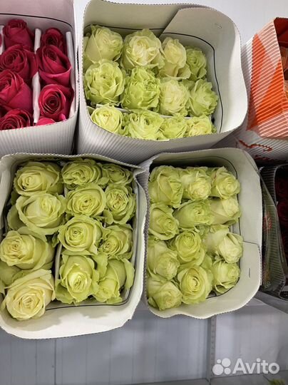 Эквадорские розы