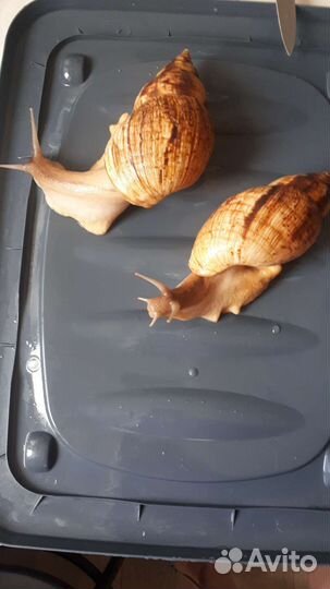 Улитки ахатины бесплатно