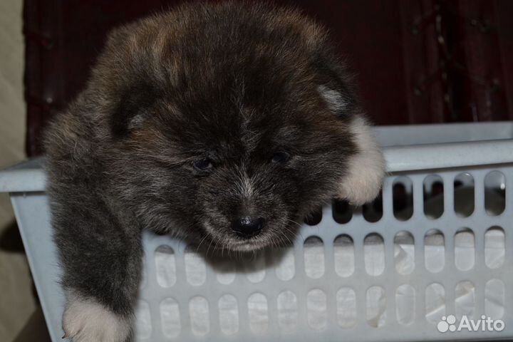 Акита ину щенки