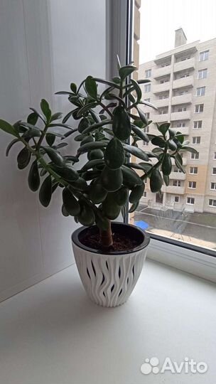 Крассула толстянка (денежное дерево)