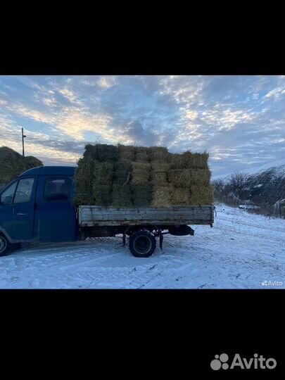 Сено, солома, ячмень