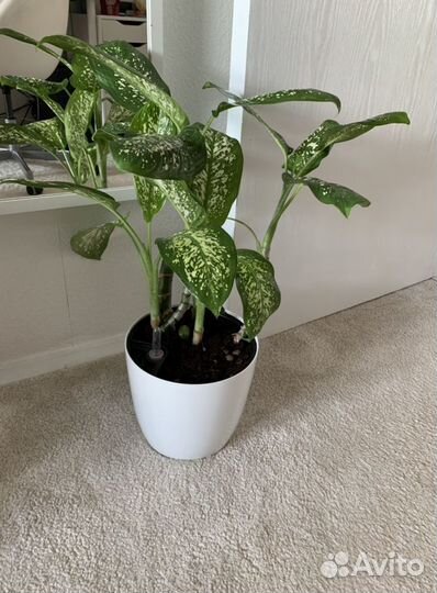 Диффенбахия, комнатные растения