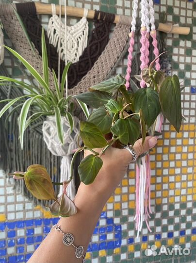 Комнатные растения