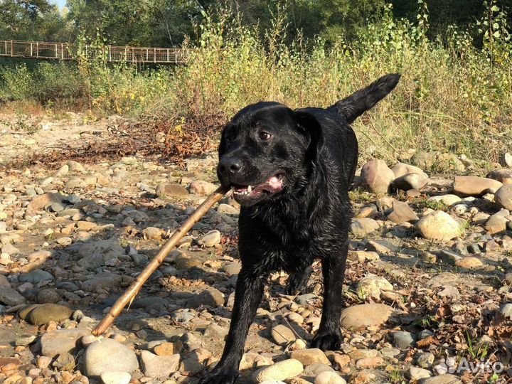 Лабрадор ретривер