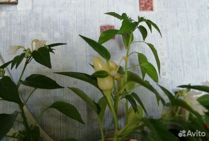 Перец острый комнатный