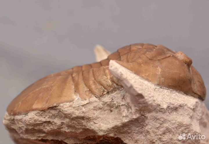 Трилобит Asaphus platyurus #4530 окаменелость