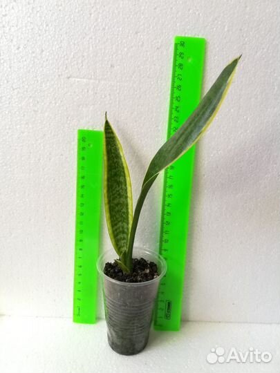 Сансевиерия Уитни, бонселенсис, Лауренти, старроуз