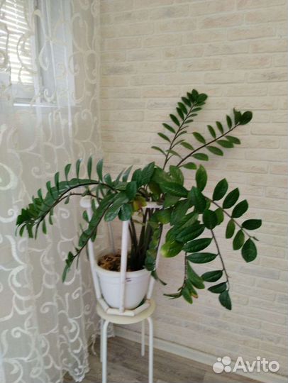 Замиокулькас