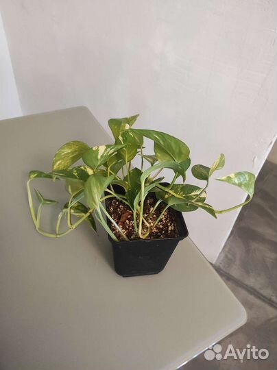 Комнатные растения Сциндапсус золотистый