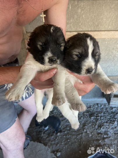 Щенки кавказской овчарки