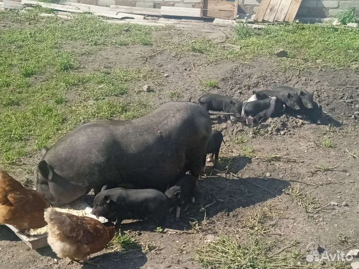 Продажа поросят