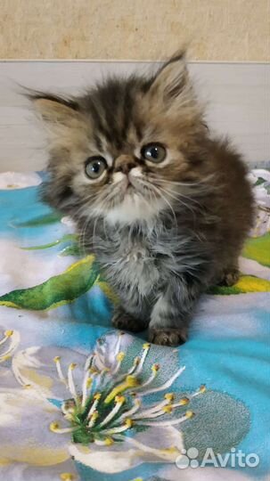Персидские котейки