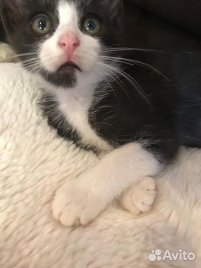 Котенок черный