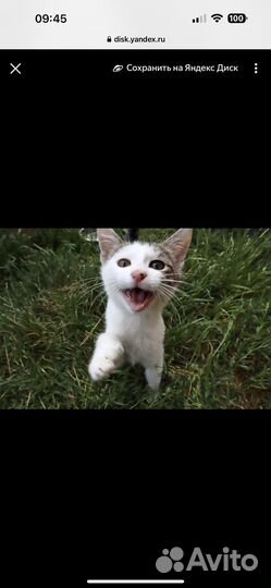 Котенок, коты и кошки