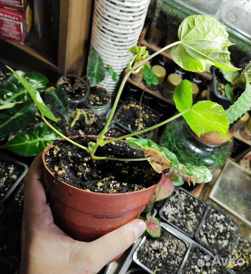 Гибискус липолистный