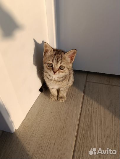 Шотландские котята