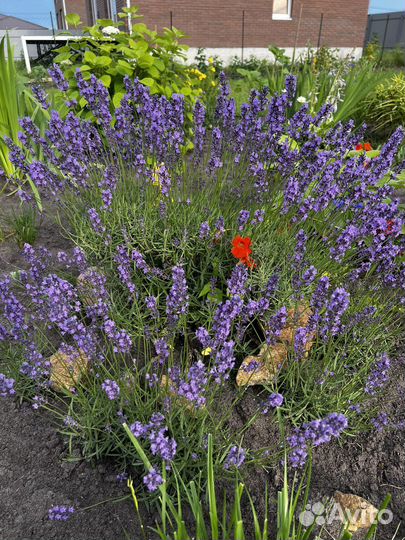 Лаванда срез