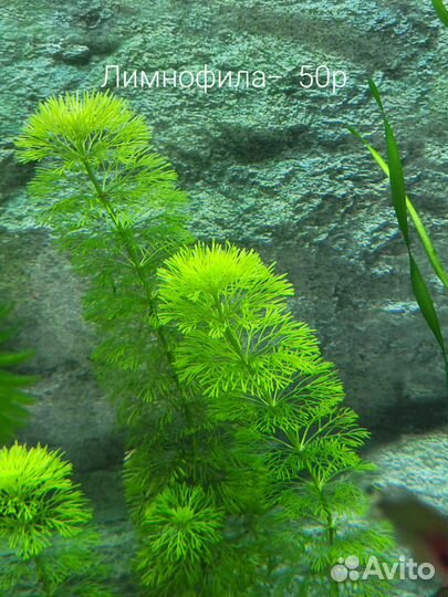 Аквариумные растения