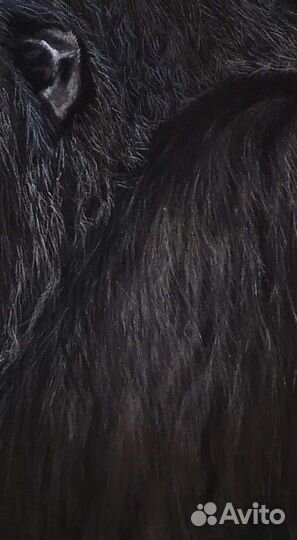 Картина Горилла сухая пастель