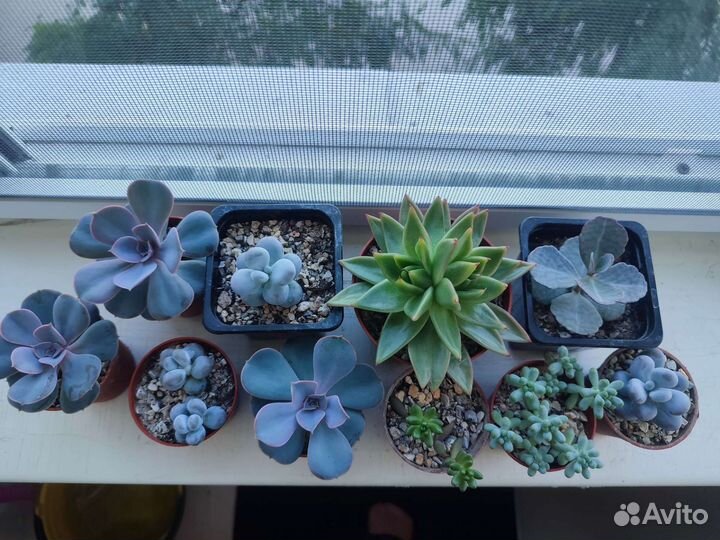 Суккуленты